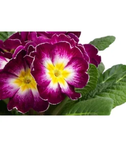 Primel In Sonderfarben, Verschiedene Sorten -Compo Verkaufsgeschäft 8817439 WE DE 003 PrimulaSonderfarbenLilaT12