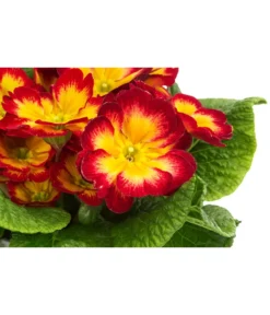 Primel In Sonderfarben, Verschiedene Sorten -Compo Verkaufsgeschäft 8817439 WE DE 004 PrimulaSonderfarbenRotT12