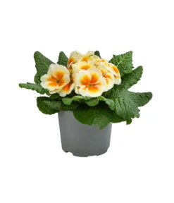 Primel In Sonderfarben, Verschiedene Sorten