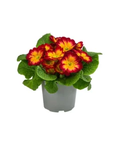 Primel In Sonderfarben, Verschiedene Sorten -Compo Verkaufsgeschäft 8817439 WE FS 004 PrimulaSonderfarbenRotT12