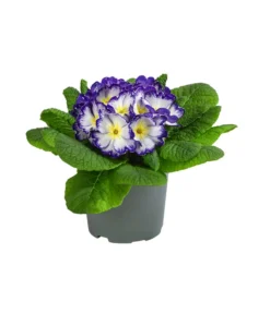 Primel In Sonderfarben, Verschiedene Sorten -Compo Verkaufsgeschäft 8817439 WE FS 005 PrimulaSonderfarbenBlauT12