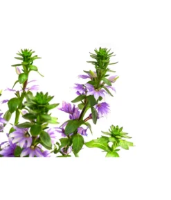 Fächerblume -Compo Verkaufsgeschäft 8817777 WE DE 001 FaecherblumeT12