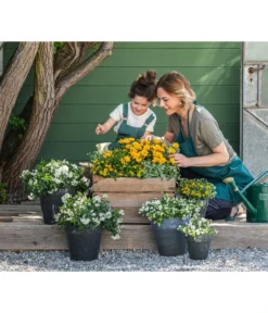 Jasminblütiger Nachtschatten -Compo Verkaufsgeschäft 8818007 8826042 8597007 8585796 3711652 8820748 8823155 8823965 8810038 WE MO 001 SolanumBidensGelbWeiss 1