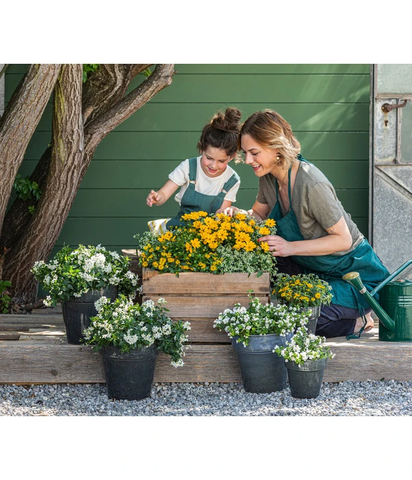 Jasminblütiger Nachtschatten – Bild 3