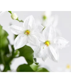 Jasminblütiger Nachtschatten -Compo Verkaufsgeschäft 8818007 WE DE 003 SolanumJasminNachtschattenDehnerExpressZS