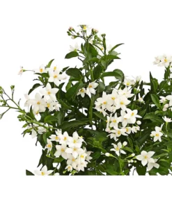 Jasminblütiger Nachtschatten -Compo Verkaufsgeschäft 8818007 we de 001 SolanumJasminT12Dehner