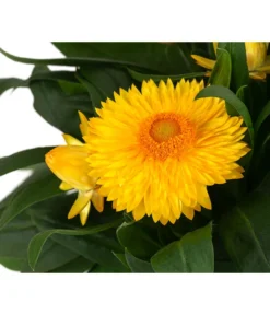 XXL Strohblume -Compo Verkaufsgeschäft 8819765 WE DE 002 Strohblume