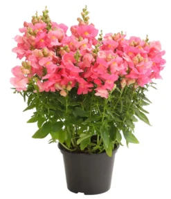 Garten-Löwenmäulchen, Verschiedene Farben -Compo Verkaufsgeschäft 8821035 WE FS 004 AnthirrhinumMajusLoewenmaeulchenT13DehnerExpressHerzig