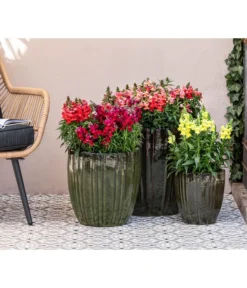 Garten-Löwenmäulchen, Verschiedene Farben -Compo Verkaufsgeschäft 8821050 WE MO 001 LoewenmaulT19