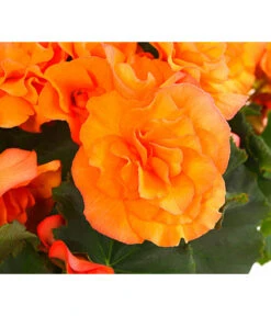 Begonie 'Solenia', Verschiedene Sorten -Compo Verkaufsgeschäft 8821290 PR DE 002 HaengebegonieSoleniaT12DehnerExpressHerzig