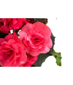 Begonie 'Solenia', Verschiedene Sorten -Compo Verkaufsgeschäft 8821290 WE DE 001 BegonieSoleniaPinkT12