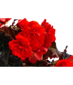 Begonie 'Solenia', Verschiedene Sorten -Compo Verkaufsgeschäft 8821290 WE DE 002 BegonieSoleniaRotT12