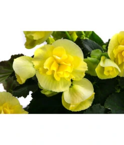 Begonie 'Solenia', Verschiedene Sorten -Compo Verkaufsgeschäft 8821290 WE DE 003 BegonieSoleniaGelbT12