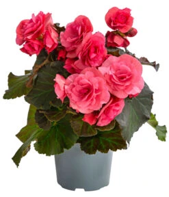 Begonie 'Solenia', Verschiedene Sorten -Compo Verkaufsgeschäft 8821290 WE FS 001 BegonieSoleniaPinkT12