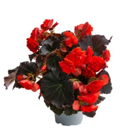 Begonie 'Solenia', Verschiedene Sorten -Compo Verkaufsgeschäft 8821290 WE FS 002 BegonieSoleniaRotT12