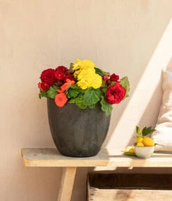 Begonie 'Solenia', Verschiedene Sorten -Compo Verkaufsgeschäft 8821290 WE MO 001 BegonieSolenia