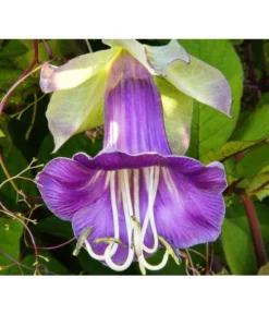 Glockenrebe -Compo Verkaufsgeschäft 8821969 DE 001 CobaeaScandensPixabay