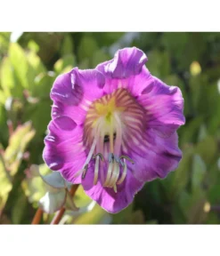 Glockenrebe -Compo Verkaufsgeschäft 8821969 DE 002 CobaeaScandensPixabay