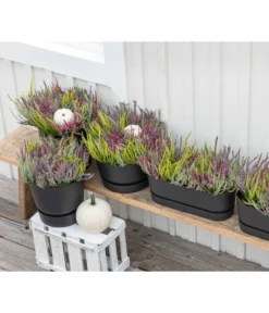 Elho Kunststoff-Topf Greenville, Ca. B20/B18/T49 Cm -Compo Verkaufsgeschäft 8821985 WE MO 001 CallunaQuattro