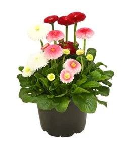 Gänseblümchen-Trio