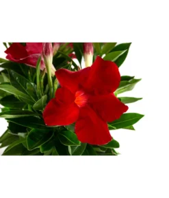 Dipladenie, Ampel -Compo Verkaufsgeschäft 8822827 WE DE 001 DipladenieT14