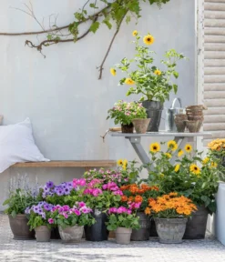 Bauernorchidee -Compo Verkaufsgeschäft 8823122 WE MO 001 HelianthusT14