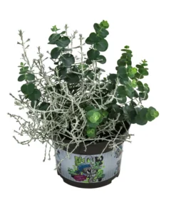 Pflanzen-Duo Herbstfrische