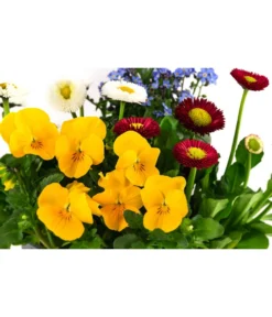 Frühlings-Quattro -Compo Verkaufsgeschäft 8823908 WE DE 001 FruehjahrQuattrosT13