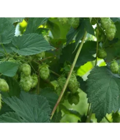 Echter Hopfen -Compo Verkaufsgeschäft 8824245 WE DE 001 HumulusLupulusHopfenPixabay