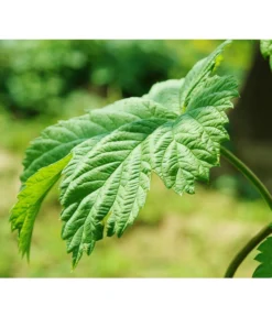 Echter Hopfen -Compo Verkaufsgeschäft 8824245 WE DE 003 HumulusLupulusHopfenPixabay