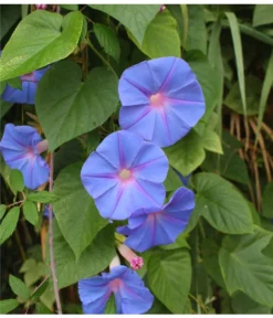 Prunkwinde -Compo Verkaufsgeschäft 8824674 WE DE 001 IpomoeaTricolorSirsch