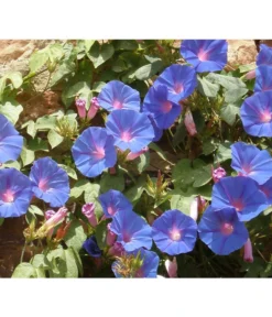 Prunkwinde -Compo Verkaufsgeschäft 8824674 WE MO 001 IpomoeaTricolorPixabay