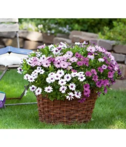 Kapkörbchen, Verschiedene Farben -Compo Verkaufsgeschäft 8825556 WE FS 001 KapkoerbchenSlOsteospermumEckl