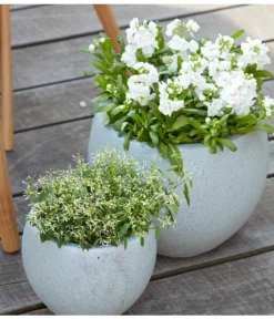 Levkoje, Verschiedene Sorten -Compo Verkaufsgeschäft 8826083 8823155 PR MO 001 LevkojeMatthiolaEuphorbiaDiamondFrostZauberschneeOlafSzcepaniak