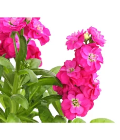 Levkoje, Verschiedene Sorten -Compo Verkaufsgeschäft 8826083 WE DE 001 MatthiolaLevkojeDehnerExpressHerzig