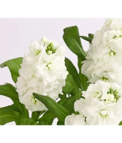 Levkoje, Verschiedene Sorten -Compo Verkaufsgeschäft 8826083 WE DE 002 MatthiolaLevkojeDehnerExpressHerzig