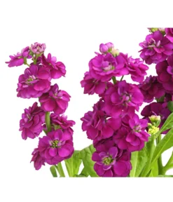 Levkoje, Verschiedene Sorten -Compo Verkaufsgeschäft 8826083 WE DE 003 MatthiolaLevkojeDehnerExpressHerzig