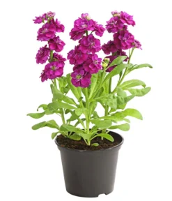 Levkoje, Verschiedene Sorten -Compo Verkaufsgeschäft 8826083 WE FS 003 MatthiolaLevkojeDehnerExpressHerzig