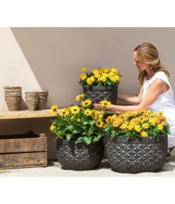 Studentenblume, Verschiedene Farben -Compo Verkaufsgeschäft 8826323 8807091 8819146 8516635 WE MO 001 Studentenblume