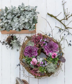 Midi Alpenveilchen, Verschiedene Sorten -Compo Verkaufsgeschäft 8826752 WE MO 001 ZierkohlKranzHerbststory