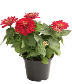 Zwergzinnie, Verschiedene Sorten -Compo Verkaufsgeschäft 8826778 WE FS 001 ZwergzinnieZinniaElegansT13RotDehnerExpressHerzig