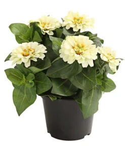 Zwergzinnie, Verschiedene Sorten -Compo Verkaufsgeschäft 8826778 WE FS 001 ZwergzinnieZinniaElegansT13WeissDehnerExpressHerzig