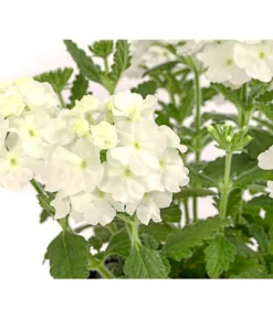 Eisenkraut, Verschiedene Farben -Compo Verkaufsgeschäft 8826828 PR DE 001 VerbenaEisenkrautMixT13DehnerExpressHerzig