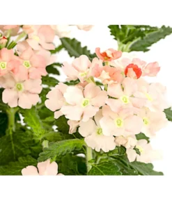 Eisenkraut, Verschiedene Farben -Compo Verkaufsgeschäft 8826828 PR DE 002 VerbenaEisenkrautMixT13DehnerExpressHerzig