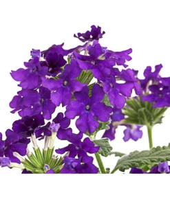 Eisenkraut, Verschiedene Farben -Compo Verkaufsgeschäft 8826828 PR DE 003 VerbenaEisenkrautMixT13DehnerExpressHerzig