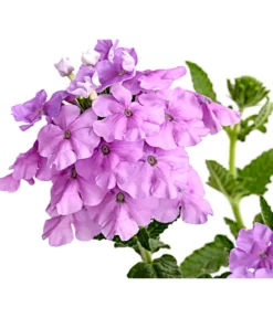 Eisenkraut, Verschiedene Farben -Compo Verkaufsgeschäft 8826828 PR DE 004 VerbenaEisenkrautMixT13DehnerExpressHerzig