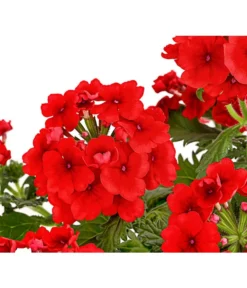 Eisenkraut, Verschiedene Farben -Compo Verkaufsgeschäft 8826828 PR DE 005 VerbenaEisenkrautMixT13DehnerExpressHerzig