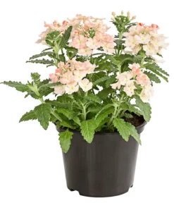 Eisenkraut, Verschiedene Farben -Compo Verkaufsgeschäft 8826828 PR FS 002 VerbenaEisenkrautMixT13DehnerExpressHerzig