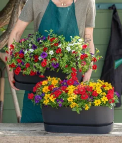 Elho Kunststoff-Topf Greenville, Ca. B20/B18/T49 Cm -Compo Verkaufsgeschäft 8827016 WE MO 001 SommertrioTrioMio