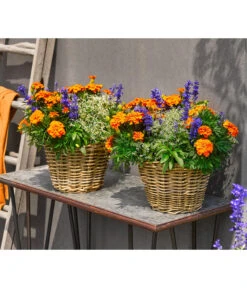 Pflanzen-Trio Sonnenglück -Compo Verkaufsgeschäft 8827131 WE MO 002 SommermixT17